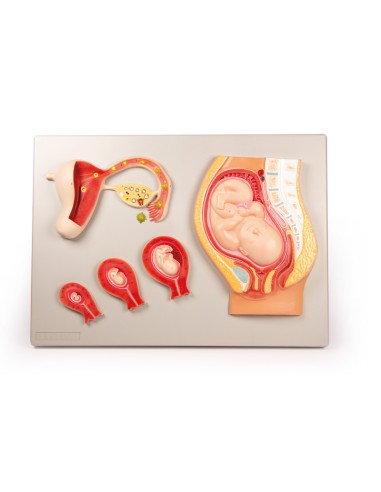 Desarrollo fetal Erler Zimmer L101