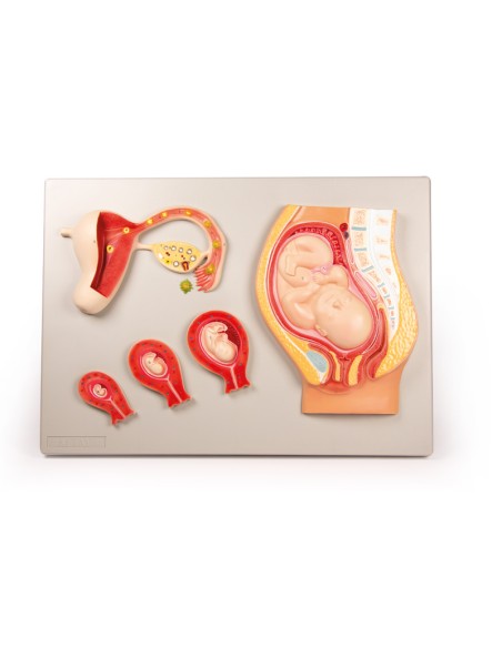 Desarrollo fetal Erler Zimmer L101