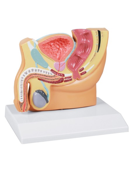 Erler Zimmer, modello anatomico di pelvi maschile a grandezza dimezzata H221