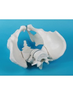 Esqueleto de pelvis masculina con sacro y dos vértebras...