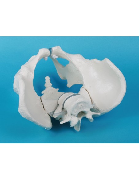 Esqueleto de pelvis masculina con sacro y dos vértebras lumbares Erler Zimmer 4056