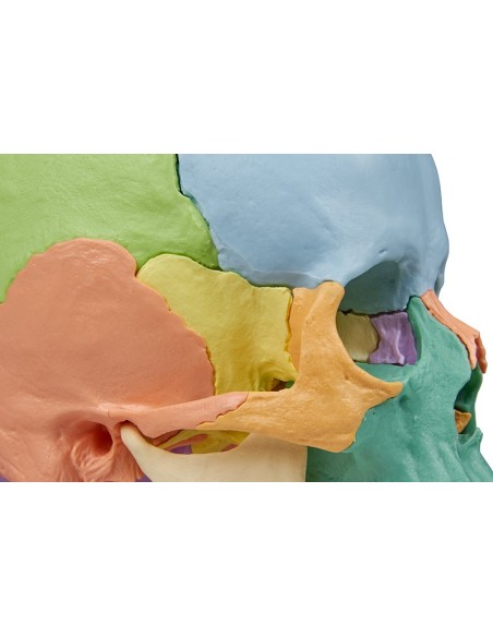 Erler Zimmer skull decomposable into 22 parts colored 4708