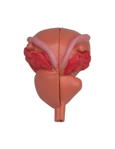 Erler Zimmer, anatomisches Modell der Prostata, in 2...
