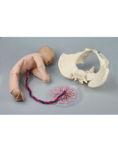 Erler Zimmer, pelvis femenina con maniquí de feto - 4071
