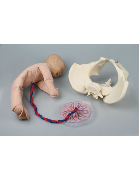 Erler Zimmer, pelvis femenina con maniquí de feto - 4071