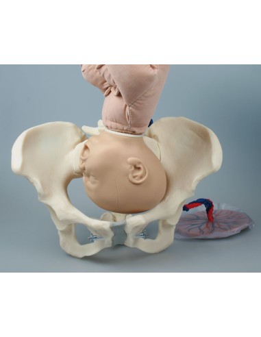 Erler Zimmer, pelvis femenina con maniquí de...