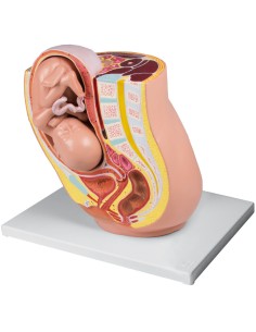 Anatomisches Modell der Schwangerschaft in der 32. Woche...