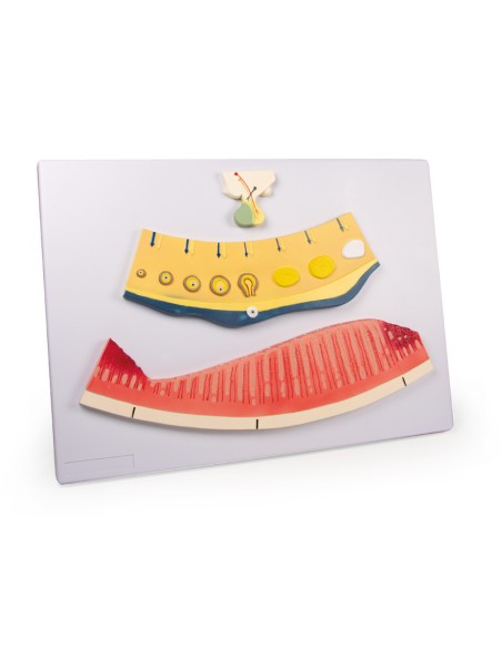 Changements cycliques dans l'équilibre hormonal et la muqueuse utérine Erler Zimmer L106