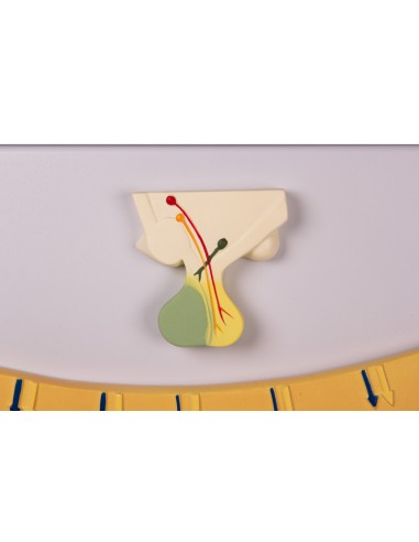 Cambiamenti ciclici nell'equilibrio ormonale e...
