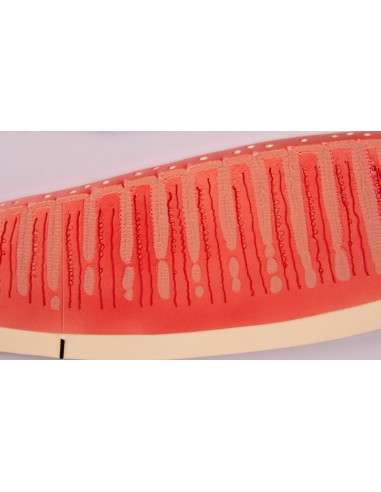 Changements cycliques dans l'équilibre hormonal...