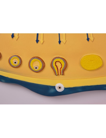 Cambios cíclicos en el equilibrio hormonal y la mucosa uterina Erler Zimmer L106