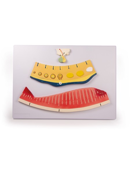 Cambios cíclicos en el equilibrio hormonal y la mucosa uterina Erler Zimmer L106