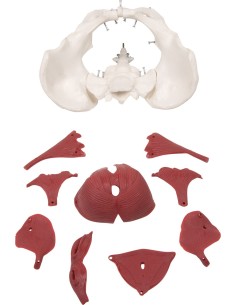 Erler Zimmer, anatomical model of female pelvis with...