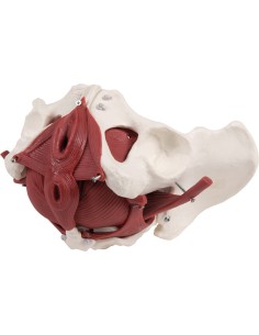 Erler Zimmer, anatomical model of female pelvis with... 2