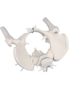 Erler Zimmer, elastically mounted model of female pelvis...