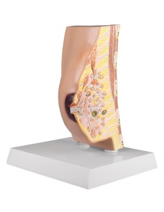 Erler Zimmer, anatomical model of female breast with... 2
