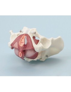 Erler Zimmer, anatomical model of female pelvis with...