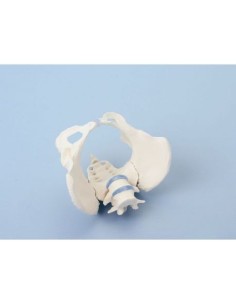 Erler Zimmer, modelo anatómico de un esqueleto de pelvis...