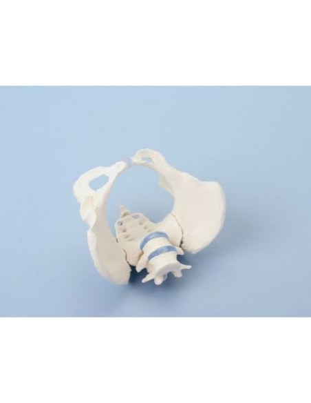 Erler Zimmer, modello anatomico di scheletro del bacino femminile con osso sacro e due vertebre lombari 4058