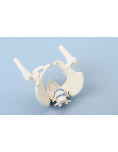 Erler Zimmer, anatomical model of female pelvis skeleton with two lumbar vertebrae and trunks of femurs 4059