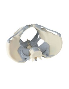 Erler Zimmer, anatomisches Modell des weiblichen...