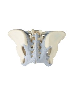 Erler Zimmer, anatomical model of female pelvis skeleton... 2