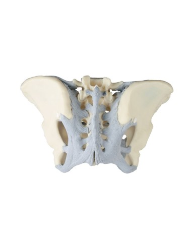 Erler Zimmer, anatomisches Modell des...