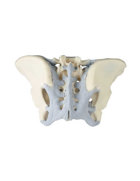 Erler Zimmer, modello anatomico di scheletro del bacino femminile con legamenti 4070L