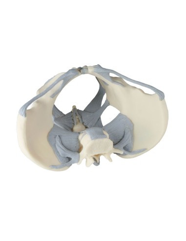 Erler Zimmer, anatomical model of female pelvis...