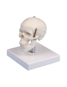 Erler Zimmer, anatomical model of mini skull,...