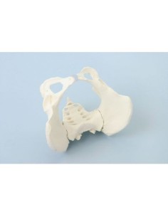Erler Zimmer, modelo anatómico de un esqueleto de pelvis...