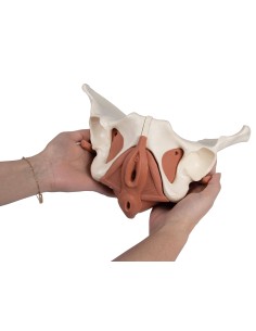 Anatomical model of female pelvis with pelvic floor, in...