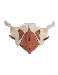 Anatomical model of female pelvis with pelvic floor, in... 2