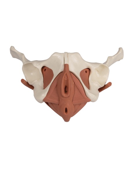 Modello anatomico di bacino femminile con pavimento pelvico, in 12 parti , magnetico Erler Zimmer 4076