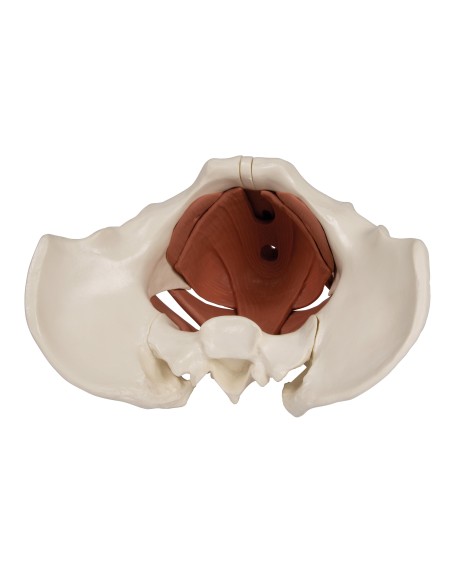 Anatomical model of female pelvis with pelvic floor, in 12 parts , magnetic Erler Zimmer 4076