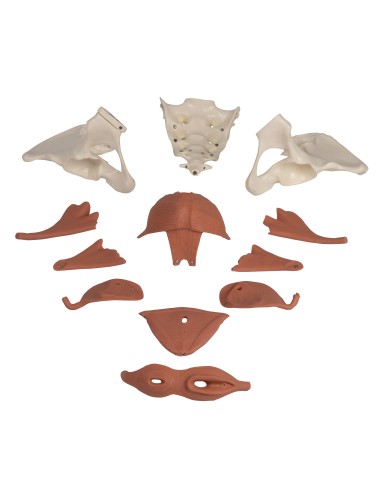 Anatomical model of female pelvis with pelvic...