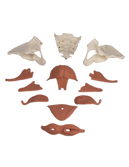 Anatomisches Modell des weiblichen Beckens mit Beckenboden, in 12 Teilen, magnetisch Erler Zimmer 4076