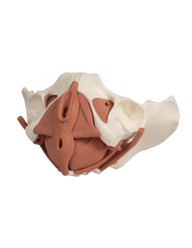 Anatomical model of female pelvis with pelvic...