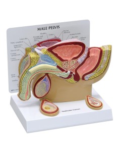 Anatomical Model of Male Pelvis with Testicles - 3B...