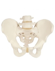 Modelo anatómico de esqueleto de pelvis masculino 3B...