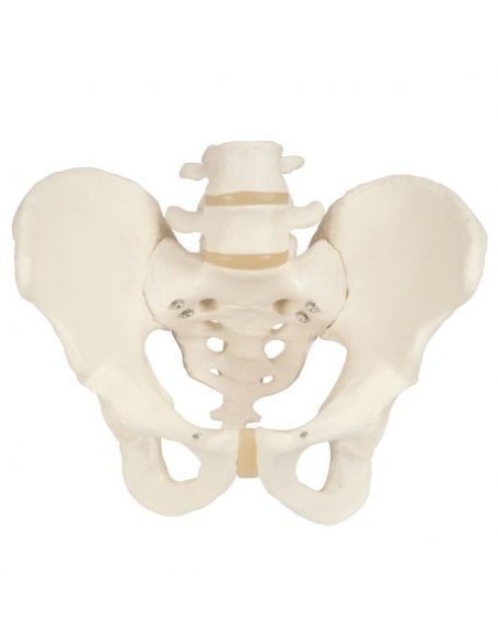 Anatomisches Modell eines männlichen Beckenskeletts 3B Scientific A60