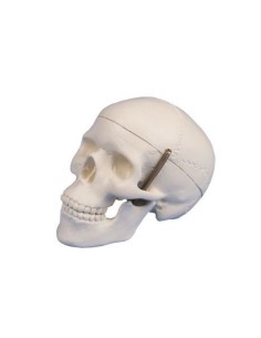 Erler Zimmer, anatomical model of mini skull,...