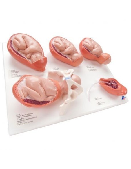 3B Scientific, Anatomisches Modell der Geburtsphasen, kleiner Maßstab VG393