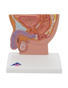 Modelo anatómico de pelvis masculina, media talla 3B...