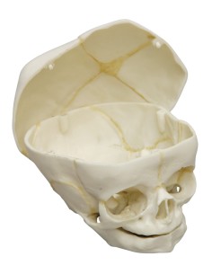 40-week-old fetal skull with removable skull cap Erler...