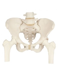 3B Scientific, Female pelvis skeleton model, with femur...
