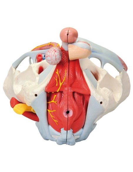Pelvis masculina 3B Científica con ligamentos, vasos, nervios, suelo pélvico y órganos, en 7 partes H21/3