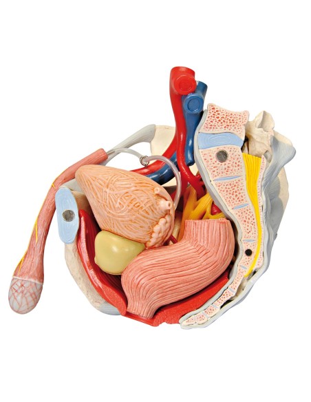 Pelvis masculina 3B Científica con ligamentos, vasos, nervios, suelo pélvico y órganos, en 7 partes H21/3