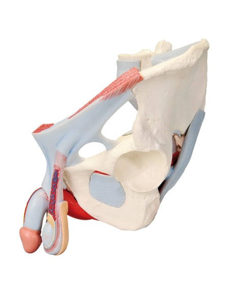 Pelvis masculina 3B Científica con ligamentos, vasos, nervios, suelo pélvico y órganos, en 7 partes H21/3