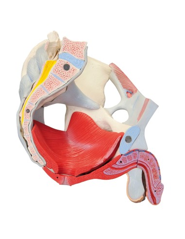 Male pelvis 3B Scientific with ligaments,...